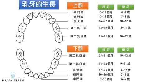 嘴巴牙齒|對於牙齒介紹你認識多少？認識牙齒以及牙齒構造｜快 